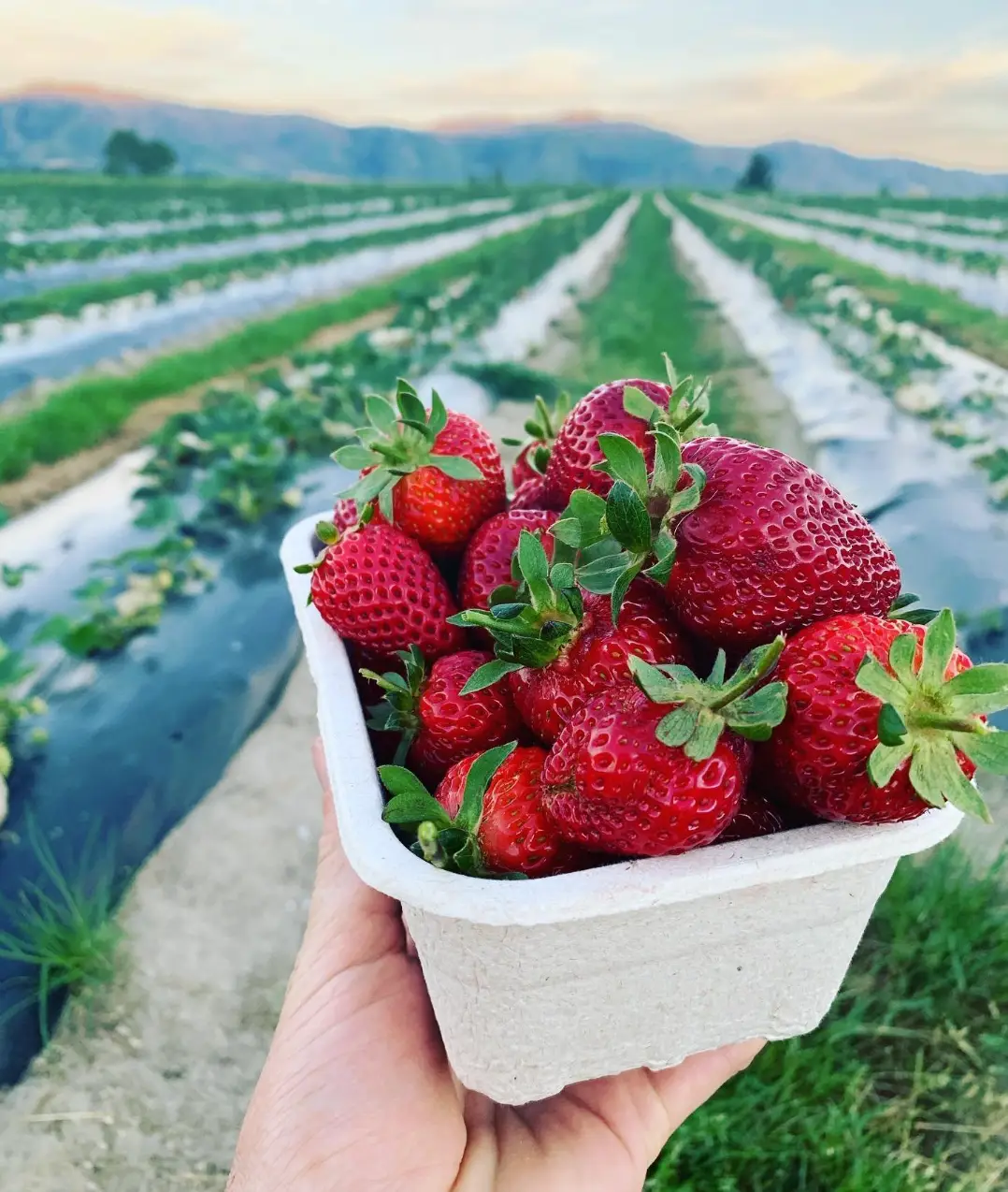 Pick Your Own Strawberries @ Red Bridge Berry Farm